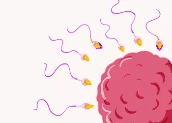 Fertilisation Explained: The Process of Sperm Meeting Egg Naturally or Through IVF